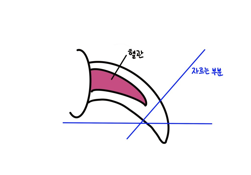 강아지 발톱 깎는 방법 - 자르는 부위