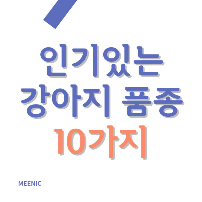 인기있는 강아지 품종 BEST 10